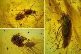 Detailed Fossil Caddisfly & Wasp In Baltic Amber - Blue Eyes! #166204-3